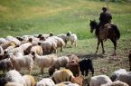 افزایش ۸ درصدی بیمه‌شدگان صندوق بیمه اجتماعی کشاورزان، روستاییان و عشایر در آذربایجان‌شرقی