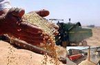 خرید گندم در آذربایجان شرقی ۱۰۰ درصد افزایش یافت