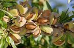 تولید بیش از ۸۲۵۰ تن محصول بادام در استان آذربایجان شرقی