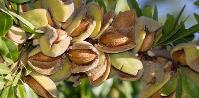 تولید بیش از ۸۲۵۰ تن محصول بادام در استان آذربایجان شرقی