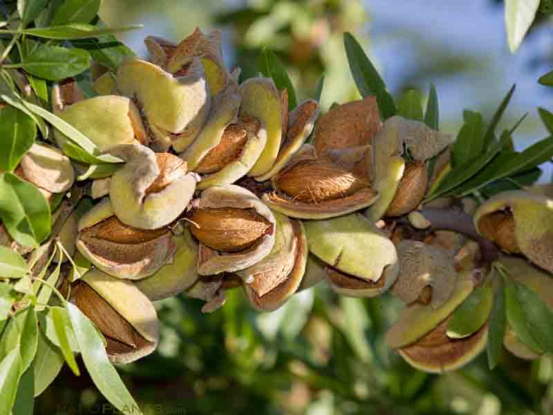 تولید بیش از ۸۲۵۰ تن محصول بادام در استان آذربایجان شرقی