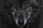 در پس پرده موهای سیاه گرگ‌ها چه رازی نهفته‌است؟