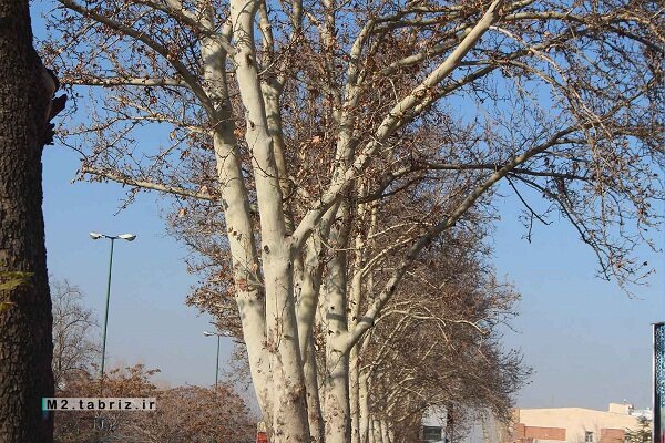 حکایت باغ شهر تبریز با احیای درختان چنار بار دیگر روایت می‌شود