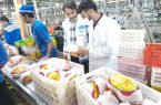 وزارت جهاد کشاورزی: فروش مرغ بالاتر از ۶۳ هزار تومان تخلف است