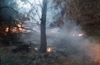 جزئیات آتش‌سوزی درختان دانشگاه تبریز در اثر اصابت صاعقه