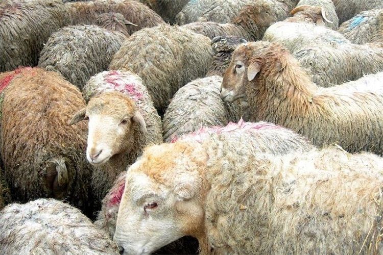 قیمت دام زنده برای عید قربان چقدر است؟