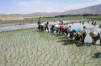 رتبه ششم آذربایجان شرقی در تولید برنج در کشور