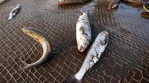 دستگیری صیادان غیرمجاز ماهی در سد سهند