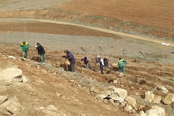 کاشت ۱۶ هزار اصله نهال در فاز دوم تفرجگاه جنگلی آرپادره‌سی در سال ۱۴۰۲