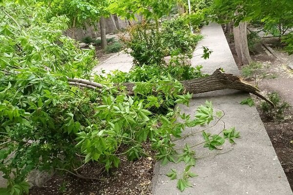 افتادن چند اصله درخت در مجموعه ائل‌گولی به دلیل تندباد شدید