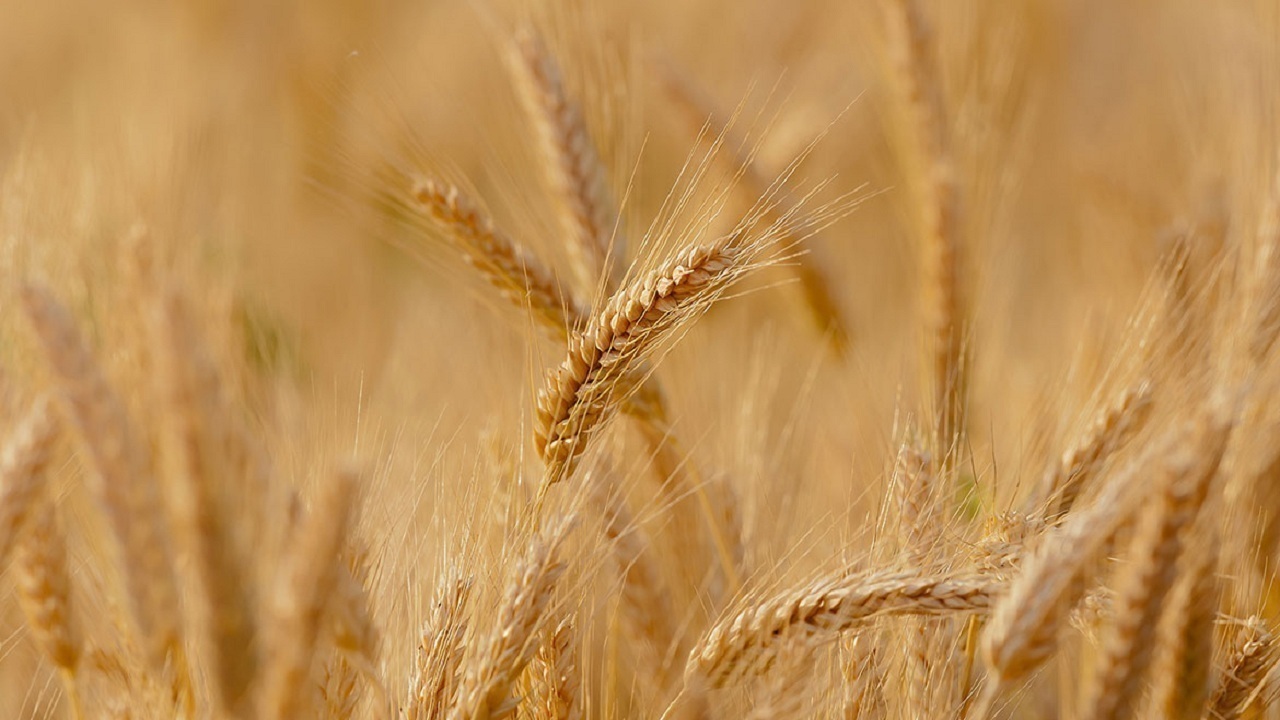 ۵۵ هزار هکتار از مزارع مراغه زیر کشت گندم قرار دارد