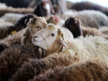 اختصاص چهار قربانگاه موقت در تبریز برای عید قربان