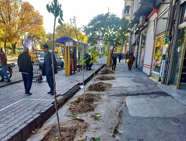 کاشت ۱۰۰ درخت بومی در پیاده روهای بلوار جمهوری اسلامی تبریز