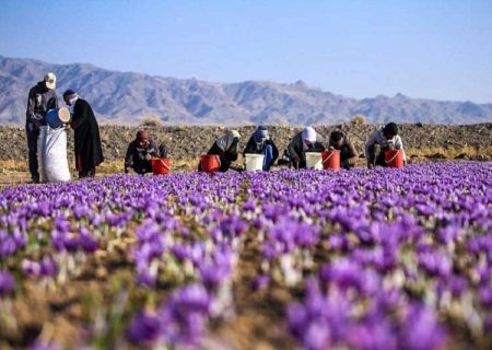 افزایش تولید زعفران در آذربایجان شرقی به ۳ تن