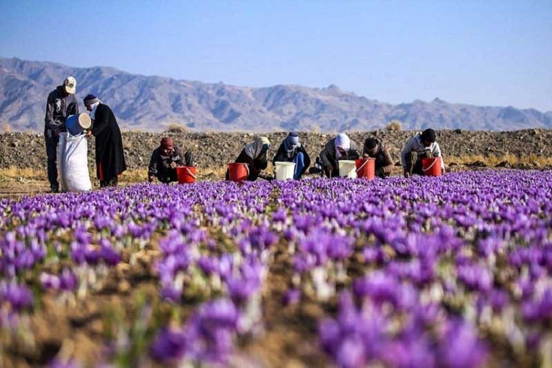 افزایش تولید زعفران در آذربایجان شرقی به ۳ تن