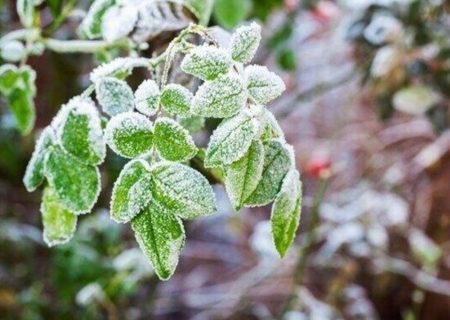 هشدار سرمازدگی محصولات زودرس در آذربایجان شرقی