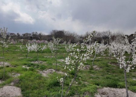 سه باغ میوه در حوزه منطقه ۷ در آستانه بهره‌برداری است