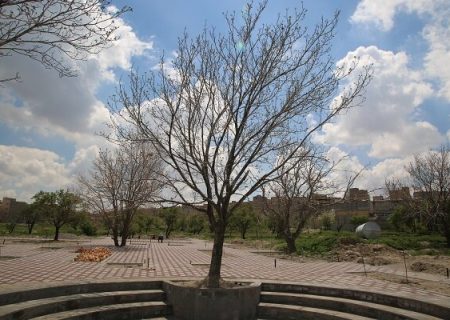 اجرای طرح حفاظت از درختان کهنسال جنوب غرب تبریز
