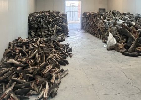 کشف ۲۶ تن گوشت کوسه ماهی در تبریز