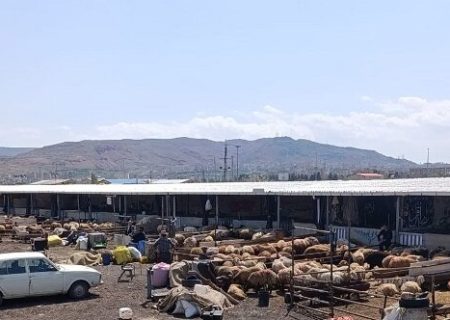 جایگاه‌های عرضه دام زنده به مناسبت عید قربان اعلام شد