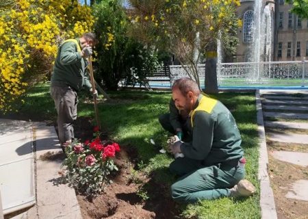 کاشت 600 بوته گل رز و درختچه پاپیتال، در محوطه عمارت تاریخی ساعت