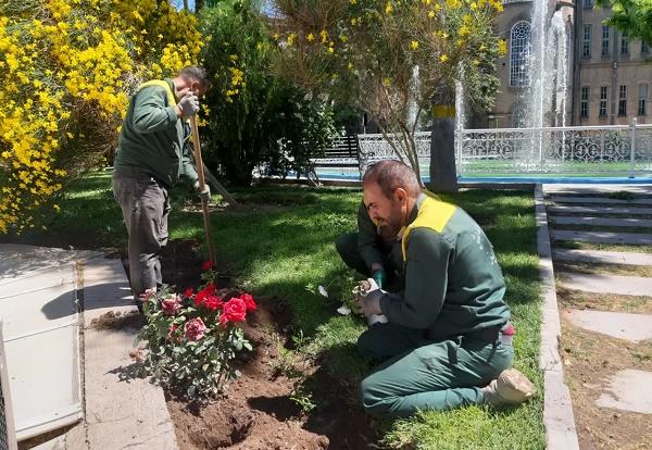 کاشت 600 بوته گل رز و درختچه پاپیتال، در محوطه عمارت تاریخی ساعت