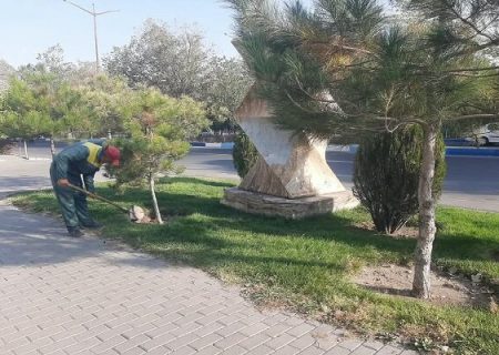 حفظ فضاهای سبز شهری با کند و کوب پای درختان