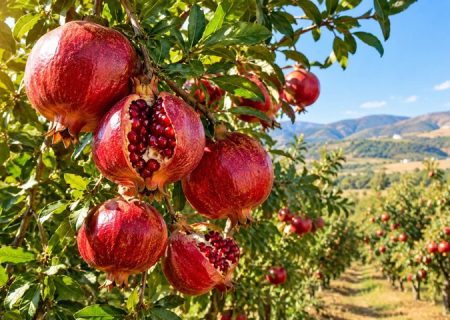 جلفا خاستگاه ۸۲ درصد تولید انار آذربایجان شرقی